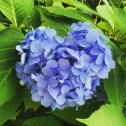 @の画像