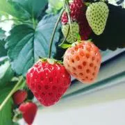 つぶ