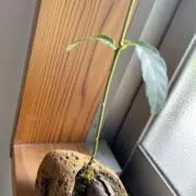 mesrshoten