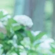 みく