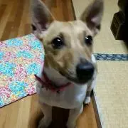 ちびぱんだ