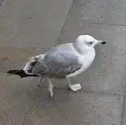 初心者の画像