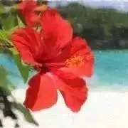 Keilaの画像