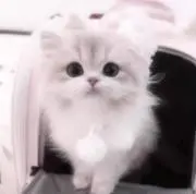 ここね