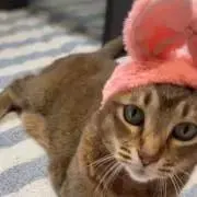 あり