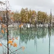 yyy@春の断捨離中！オークション開催中