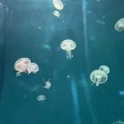seriの画像