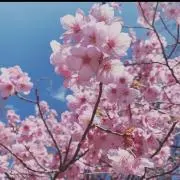 ちょこの画像