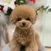 のりぴの画像