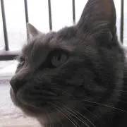 ルルロロの画像