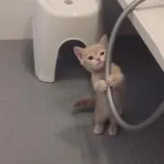 トム