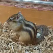 あみあみ限定特典】アズールレーン ル・マラン 昼寝好きのラピヌ TF 1