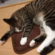 みぃ( ^-^)ノ∠※。.:*:・'°☆