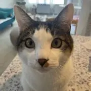 トムちゃん
