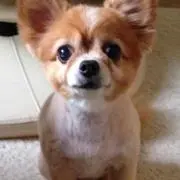 陽