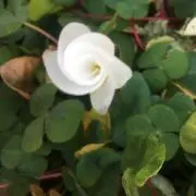 kyobeの画像