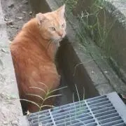 ぼん太の画像