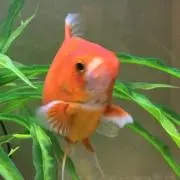 tiroの画像