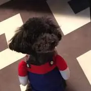 ニコの画像