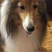 ココちゃん