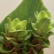クルクマの画像
