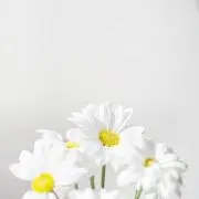 ぽぬぅの画像