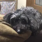 TONちゃんの画像