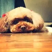 Yu