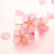 さくらいろの画像