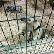 こじ