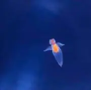 ༘