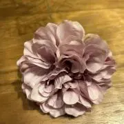 たんちゃんの画像
