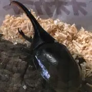 hallo-hallo-