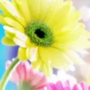 cocoaの画像