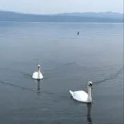 RIDOの画像