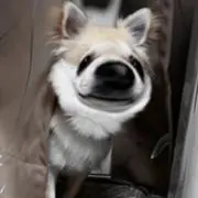 ミントの画像