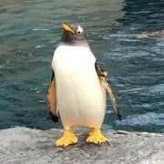 ぴぶろん