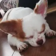トモチ