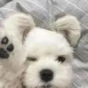 ‪‪‪‪maaの画像