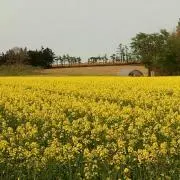 あさりょん