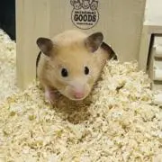クマの画像