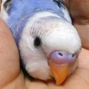 チャッピー