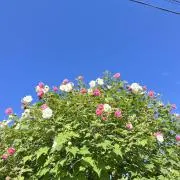 るり