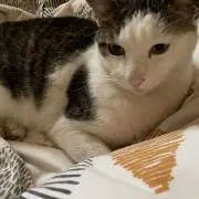 サク