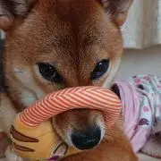 よしこ123
