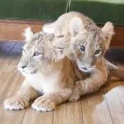 Mamariiiin
