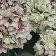 hydrangeaの画像