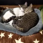 ママニャンの画像