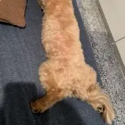 スコフィールド