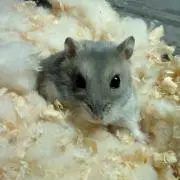 たいが